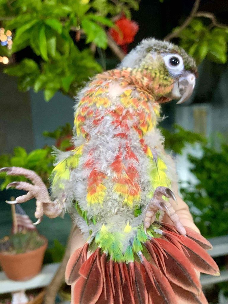 Vẹt thuần Green-Check. Mua bán Chim tại Quận Phú Nhuận Tp Hồ Chí Minh được đăng bởi Huynh Anh hình 1