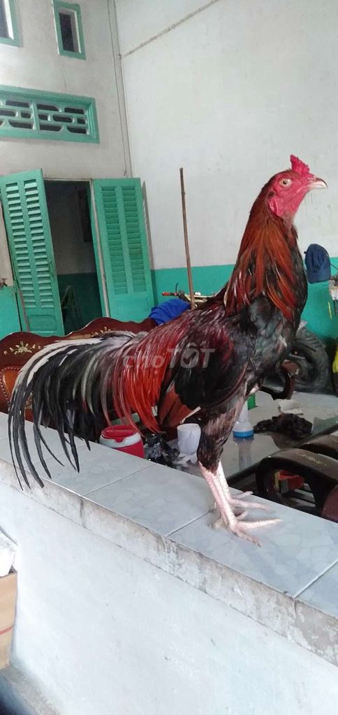 Gà trống Đỏ đen 3kg đực. Mua bán Gà tại Huyện Phong Điền Cần Thơ được đăng bởi Ký cần Thơ  hình 1