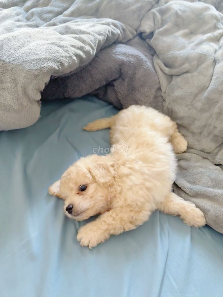 Chó Poodle lai Phốc Sóc 3 tháng đã tiêm. Mua bán Chó tại Quận Ngũ Hành Sơn Đà Nẵng được đăng bởi Kim Ngân Nguyễn hình 1