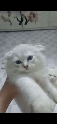 Mèo Anh lông dài tai cụp 2 tháng Trắng, Silver
