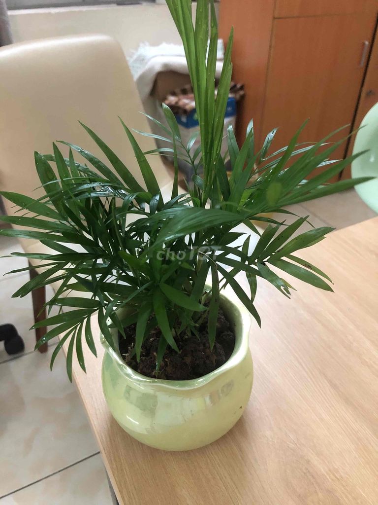 Cây cảnh Cau dừa trang trí phòng. Mua bán Cây cảnh, đồ trang trí tại Quận Cầu Giấy Hà Nội được đăng bởi Nguyen thi bich van hình 1