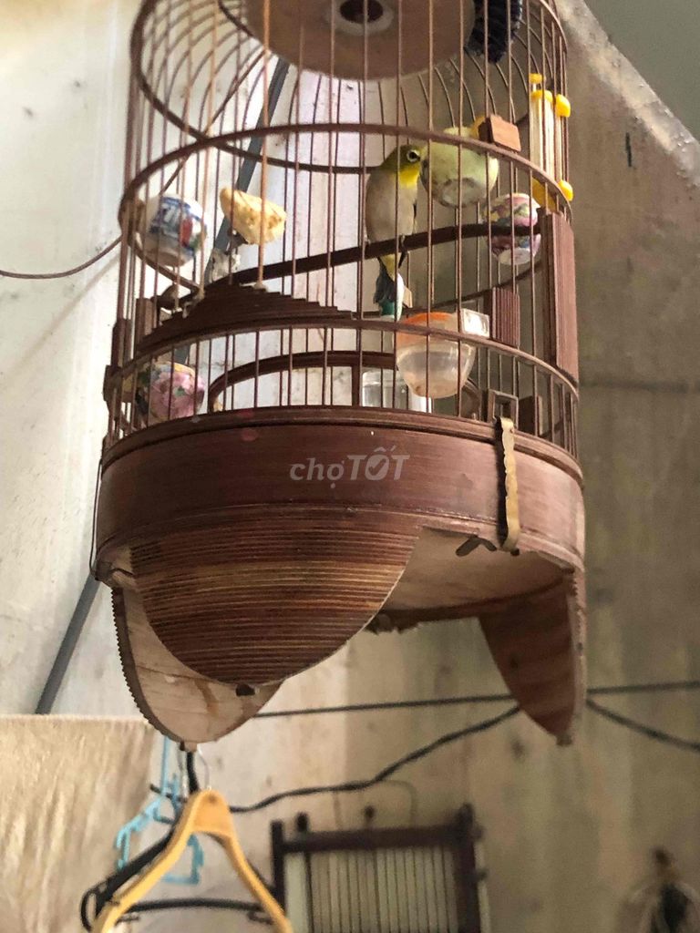 Chim khuyên hơn 1 năm khỏe mạnh. Mua bán Chim tại Quận Cầu Giấy Hà Nội được đăng bởi Đỗ Ngọc hình 1