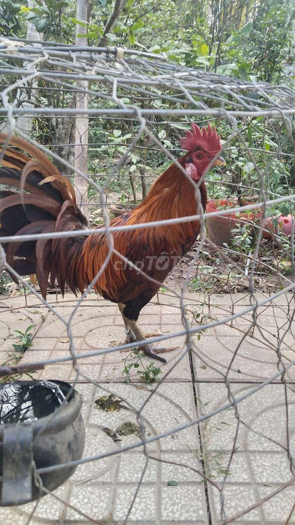 trống mỹ 2k9. Mua bán Gà tại Huyện Càng Long Trà Vinh được đăng bởi Nguyễn Tâm hình 1