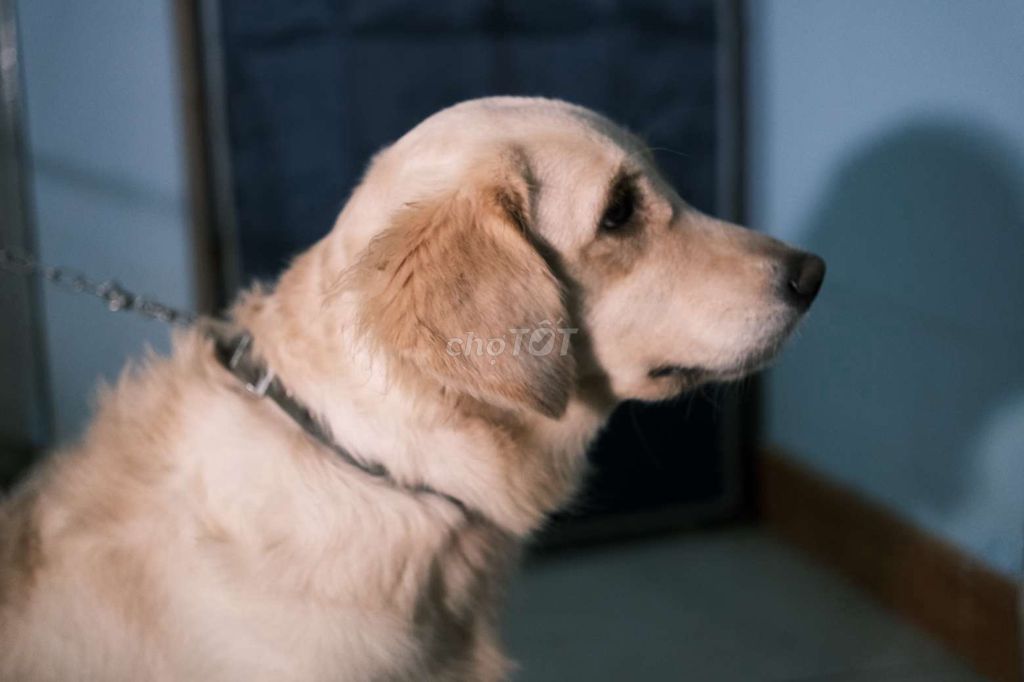 Chó Golden. Mua bán Chó tại Thành phố Dĩ An Bình Dương được đăng bởi Minh Lê hình 1