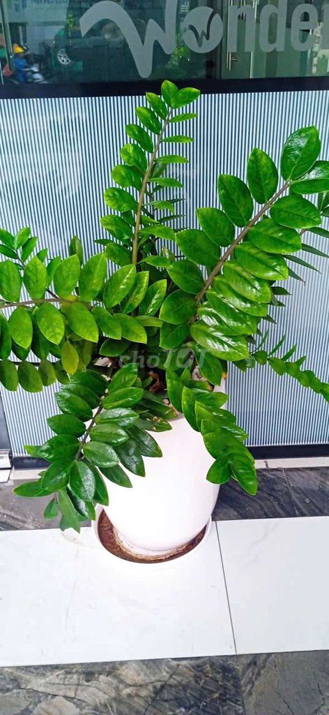 Cây cảnh Kim Tiền, Trầu bà Nam Phi. Mua bán Cây cảnh, đồ trang trí tại Quận Tân Bình Tp Hồ Chí Minh được đăng bởi Do Mai hình 1