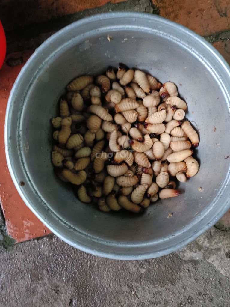 đặc sản miền tây. Mua bán Đồ ăn, thực phẩm và các loại khác tại Huyện Đồng Phú Bình Phước được đăng bởi bùi đình Cường  hình 1