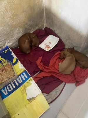 nhà ko ai chăm đk lên em bán cả 3 em này giá 1tr5. Mua bán Chó tại Huyện Phú Xuyên Hà Nội được đăng bởi Hoàng Nguyễn