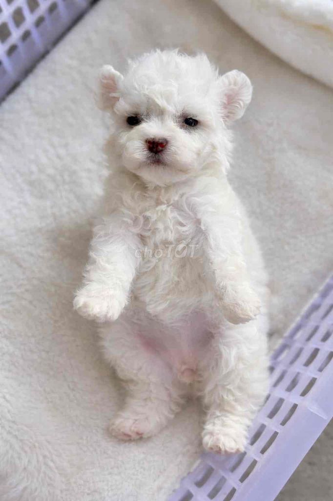 Chó Poodle Tiny cup Trắng Đực Cái. Mua bán Chó tại Thành phố Bến Tre Bến Tre được đăng bởi Mì Mì House  hình 1