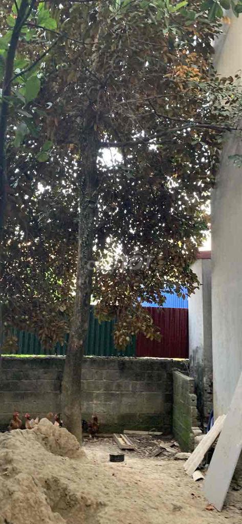 Bán cây vú sữa ~5m,cần dọn nhanh. Mua bán Cây cảnh, đồ trang trí tại Huyện An Dương Hải Phòng được đăng bởi Tuấn Hùng hình 1
