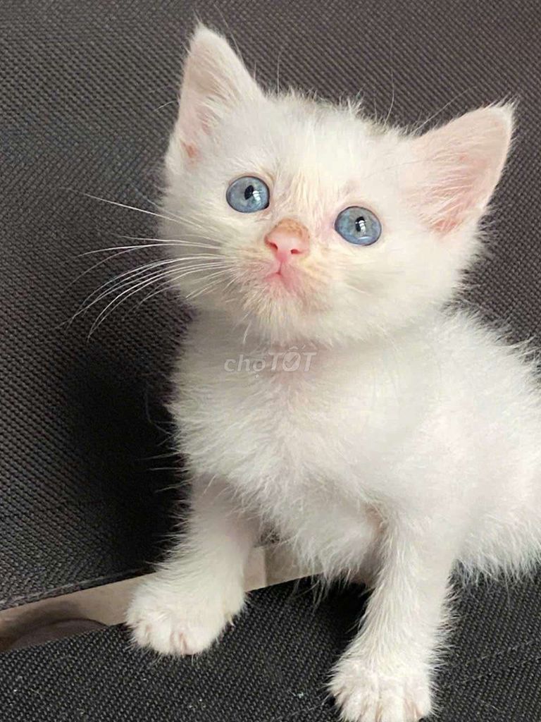 Mèo anh lông ngắn thuần bị nấm. Mua bán Mèo tại Quận 8 Tp Hồ Chí Minh được đăng bởi Thuy Thanh hình 2