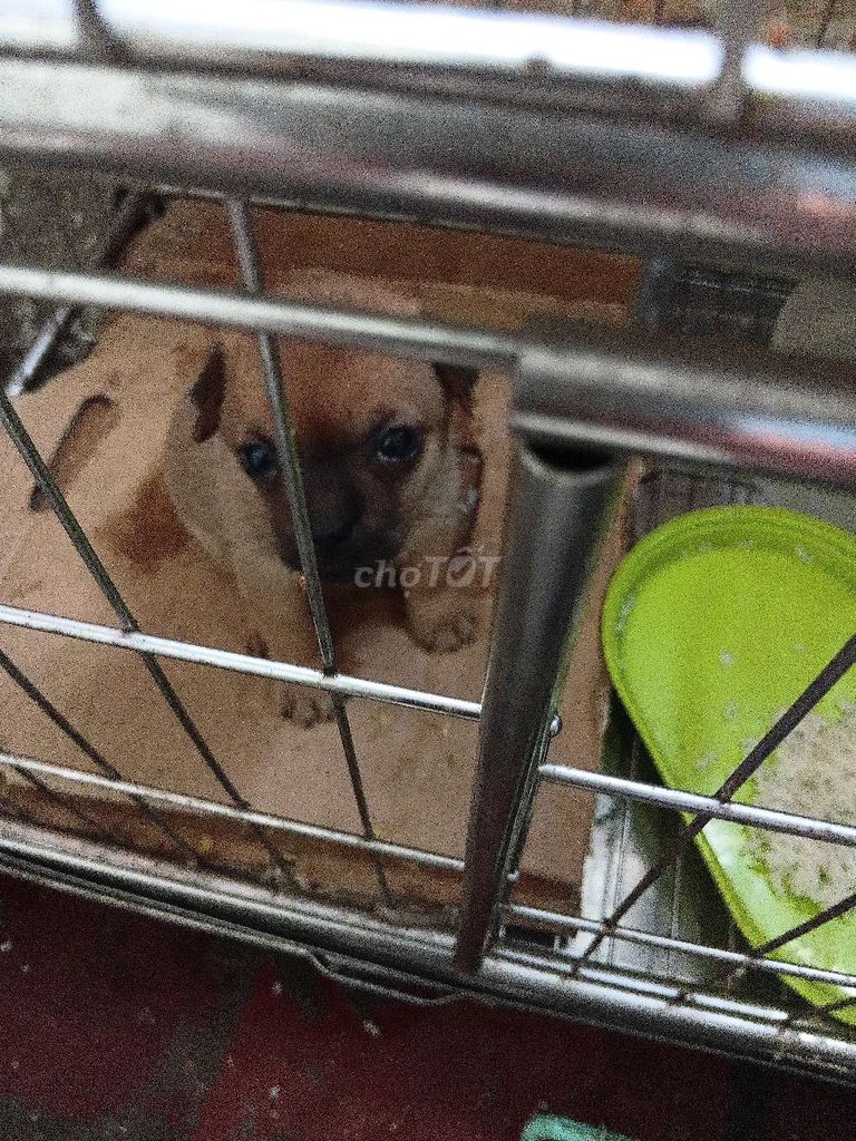 chó con. Mua bán Chó tại Quận Đống Đa Hà Nội được đăng bởi Bùi Quang hình 1