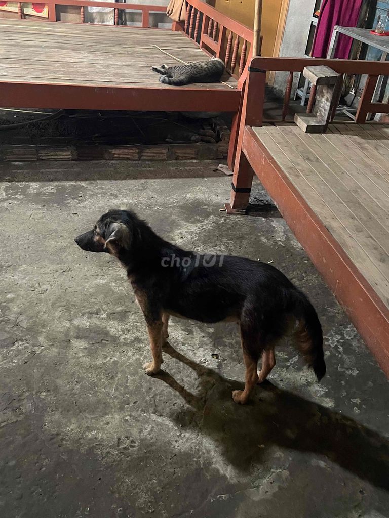 Chó Béc giê lai Đen vàng. Mua bán Chó tại Huyện Kế Sách Sóc Trăng được đăng bởi Minh Khánh hình 1