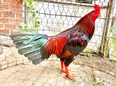 xanh mòng vua. Mua bán Gà tại Huyện Phong Điền Cần Thơ được đăng bởi Long gà nồi