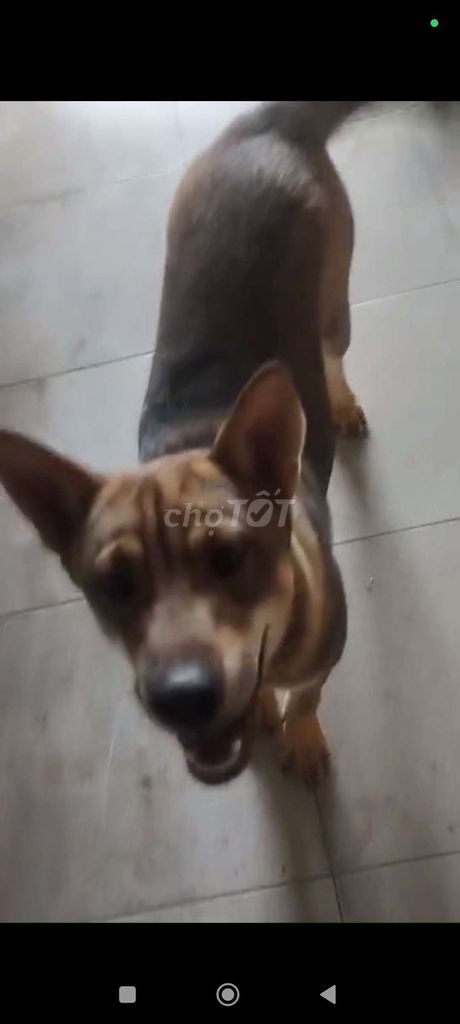 Chó lai. Mua bán Chó tại Huyện Tiên Du Bắc Ninh được đăng bởi Quang hình 2