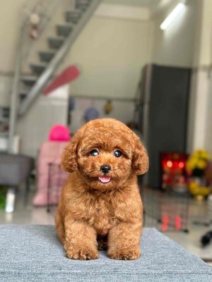 Chó Poodle Nâu đỏ con đã tiêm phòng