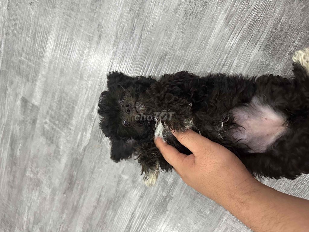 poodle nhà trồng, tiniteacup màu trắng và xám