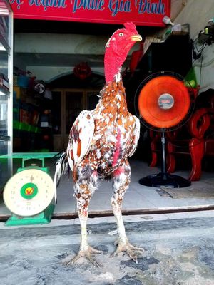 Bướm đỏ ngũ sắc đẹp khủng: 4k3. Mua bán Gà tại Quận 12 Tp Hồ Chí Minh được đăng bởi minh