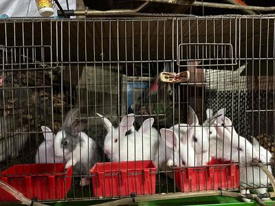Thỏ xinh mặt đẹp. Mua bán Thú cưng khác tại Quận Bình Thạnh Tp Hồ Chí Minh được đăng bởi Nông trại thỏ và bọ
