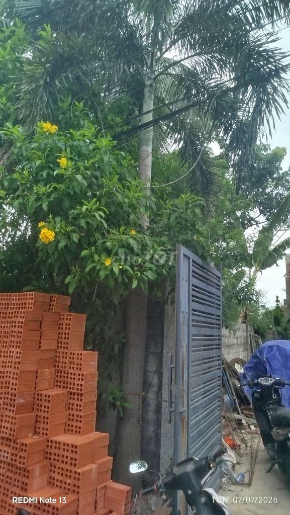 Cây cảnh Cau vua. Mua bán Cây cảnh, đồ trang trí tại Thành phố Thủ Dầu Một Bình Dương được đăng bởi Nguyễn Phan Khanh hình 1