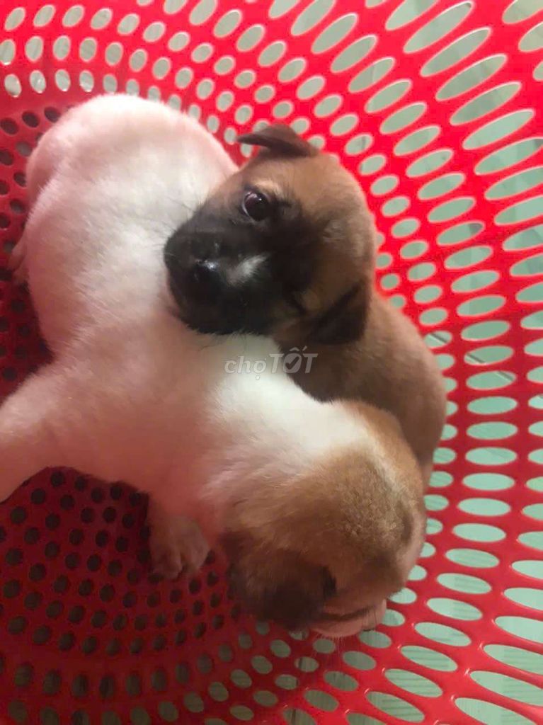 Chó con Nâu Trắng. Mua bán Chó tại Huyện Hòa Thành Tây Ninh được đăng bởi trân thanh huy hình 1