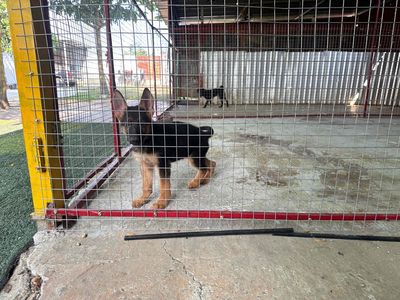 Chó Becgie Đức 2 tháng đã tiêm