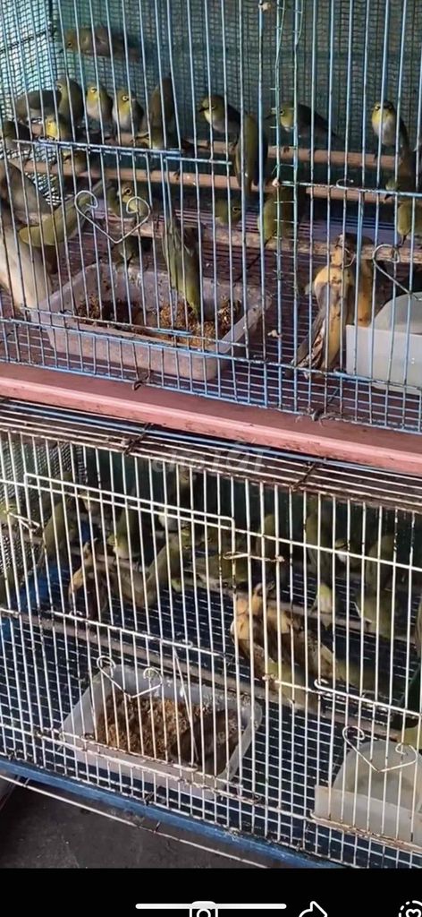 Chim Khuyên bổi tại huế. Mua bán Chim tại Thành phố Huế Thừa Thiên Huế được đăng bởi Anh hùng hình 1