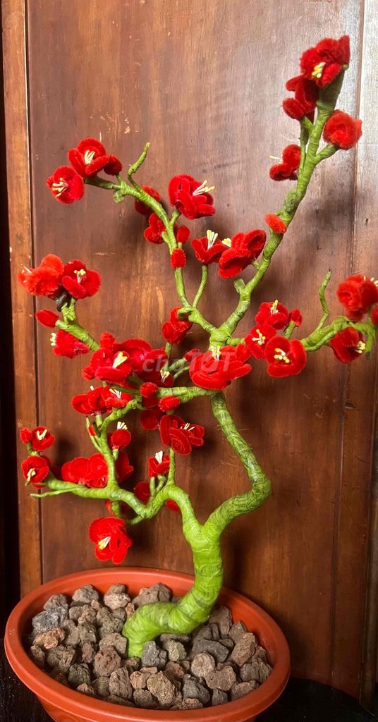 Chậu hoa đào sợi kẽm nhung. Mua bán Cây cảnh, đồ trang trí tại Thành phố Châu Đốc An Giang được đăng bởi Lê Bình Cầm Đồ 2 hình 1