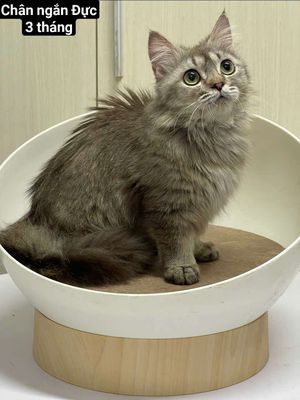 Mèo anh chân ngắn thuần chủng 3 tháng tuổi.. Mua bán Mèo tại Quận 3 Tp Hồ Chí Minh được đăng bởi Nguyễn thị thanh thủy hình 1