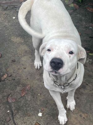 dogo. Mua bán Chó tại Huyện Dương Minh Châu Tây Ninh được đăng bởi hien tran