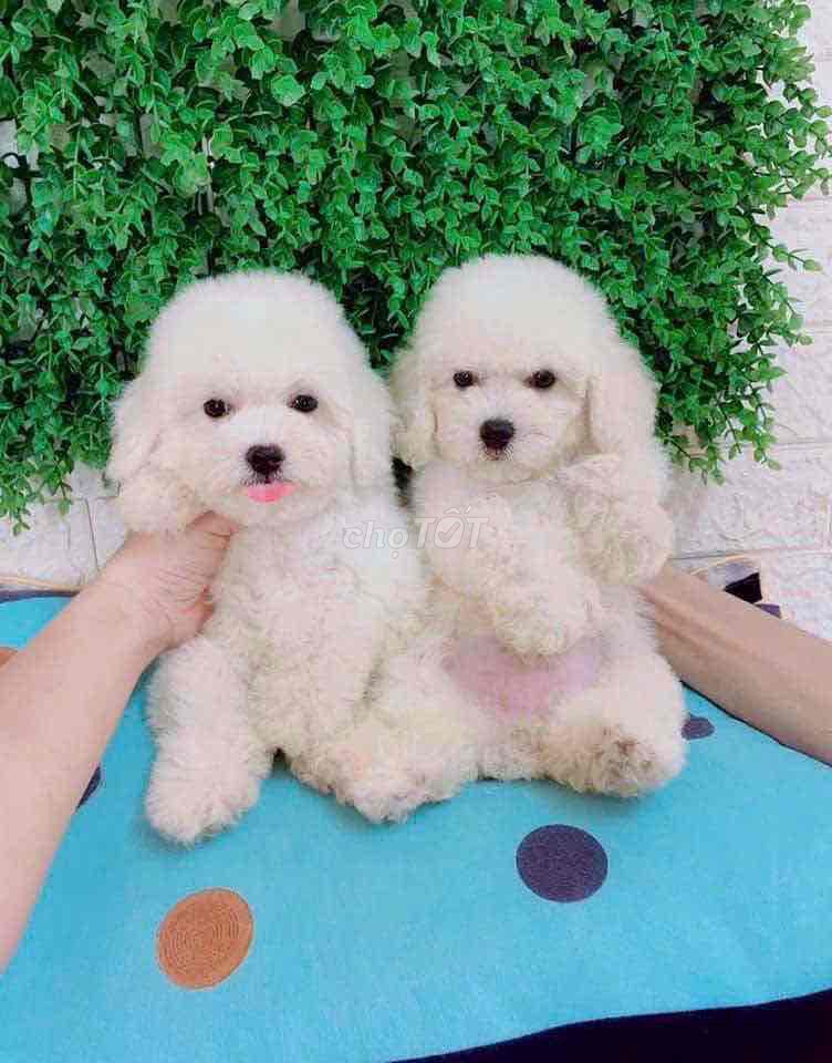Chó Poodle Trắng Đã tiêm phòng. Mua bán Chó tại Thành phố Bến Tre Bến Tre được đăng bởi Nguyễn Thị Huỳnh Mai hình 1