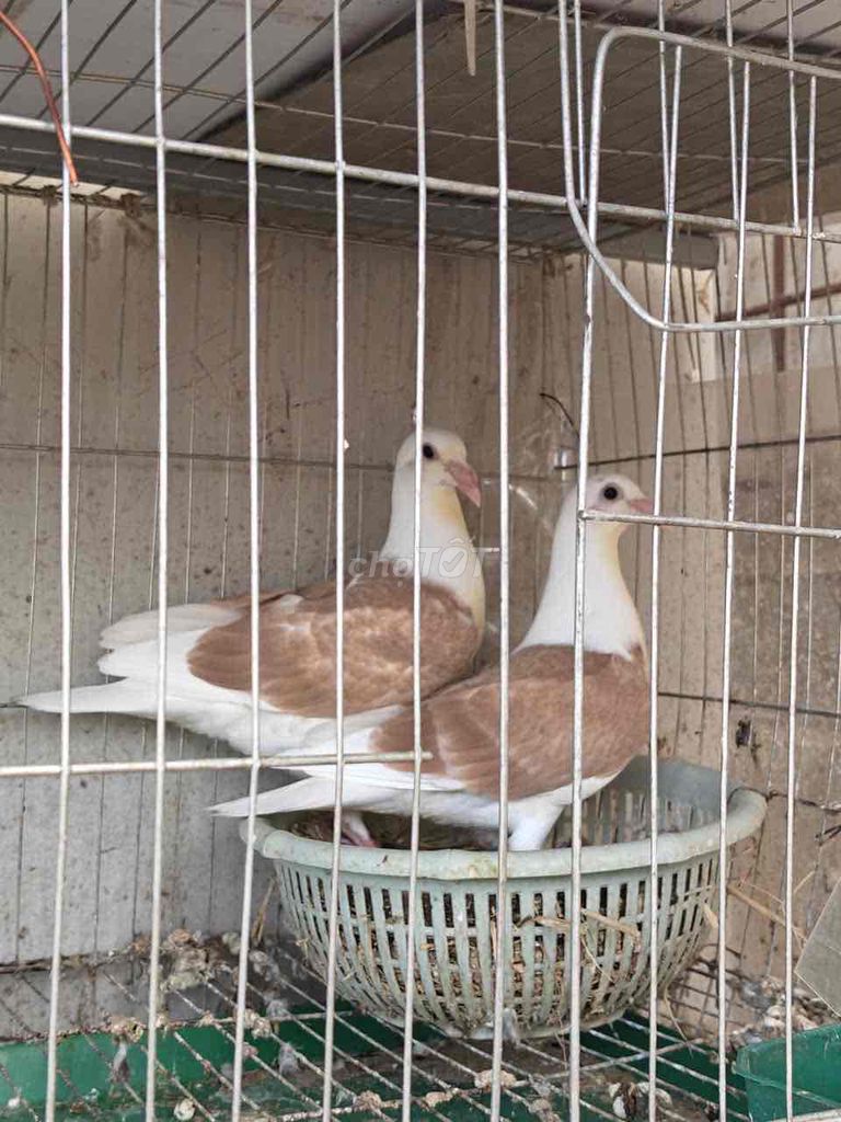 Chim bồ câu Nâu trắng. Mua bán Chim tại Quận Hai Bà Trưng Hà Nội được đăng bởi Quang Anh hình 1