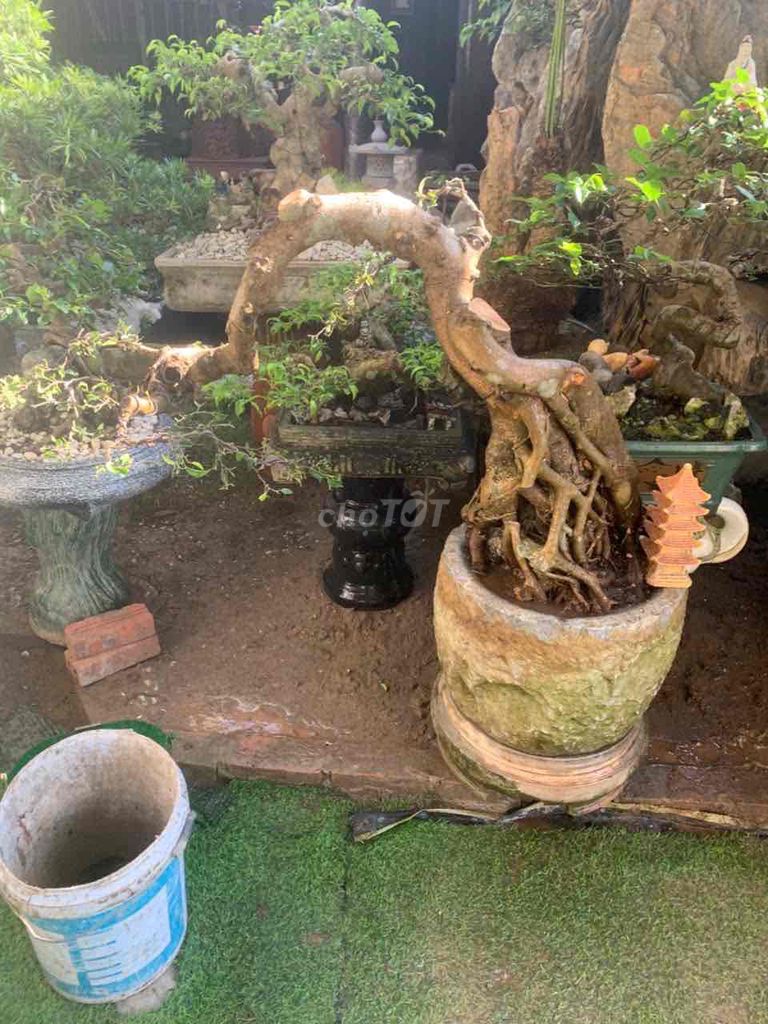 Cây sanh cổ thụ thế huyền thiên đảo địa. Mua bán Cây cảnh, đồ trang trí tại Quận Kiến An Hải Phòng được đăng bởi duong hình 1