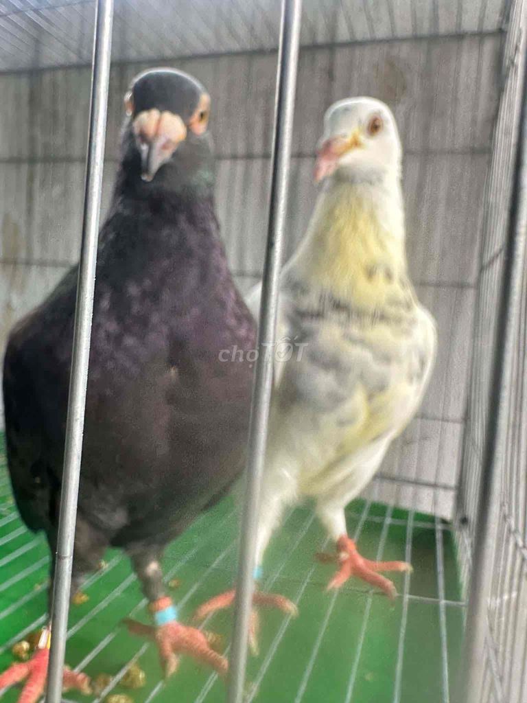 Chim bồ câu bắc hải. Mua bán Chim tại Huyện Hóc Môn Tp Hồ Chí Minh được đăng bởi Duong Duong hình 1
