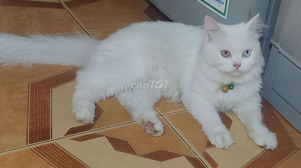 Mình bán pé mèo Anh long trắng . mắt 2 màu.