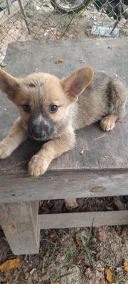 Ban em corgi lai