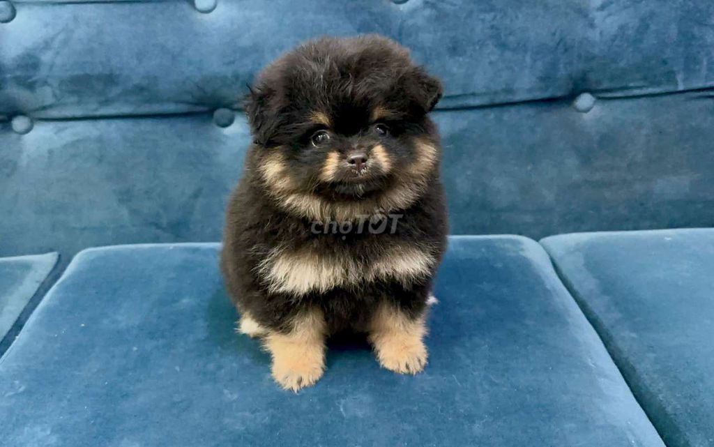 Chó Phốc Sóc Black Tan 6 tháng. Mua bán Chó tại Quận 12 Tp Hồ Chí Minh được đăng bởi Trần Nguyên hình 1