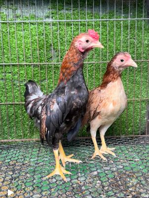 cặp gà tre bắc. Mua bán Gà tại Thành phố Thuận An Bình Dương được đăng bởi Trang Phan