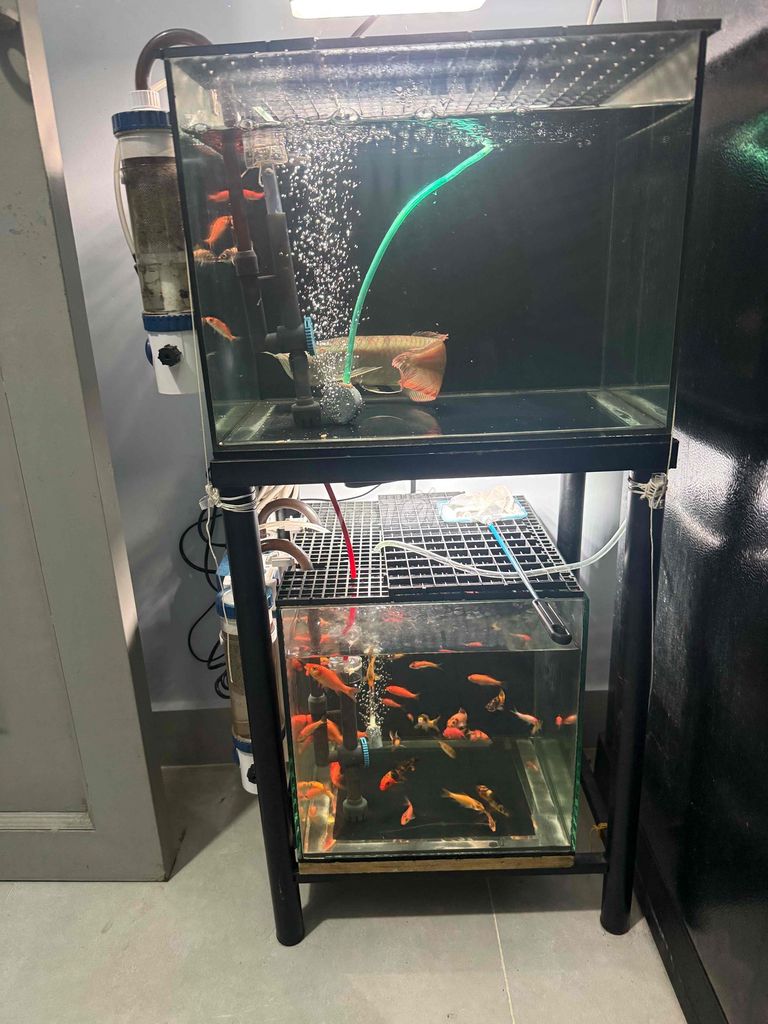 Hồ cá 40x30x30 cm kèm lọc YBF 500. Mua bán Phụ kiện, Thức ăn, Dịch vụ tại Quận 12 Tp Hồ Chí Minh được đăng bởi ngọc huân hình 1