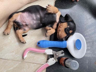 Lap xưởng thuần. Mua bán Chó tại Thành phố Thủ Đức Tp Hồ Chí Minh được đăng bởi Molly