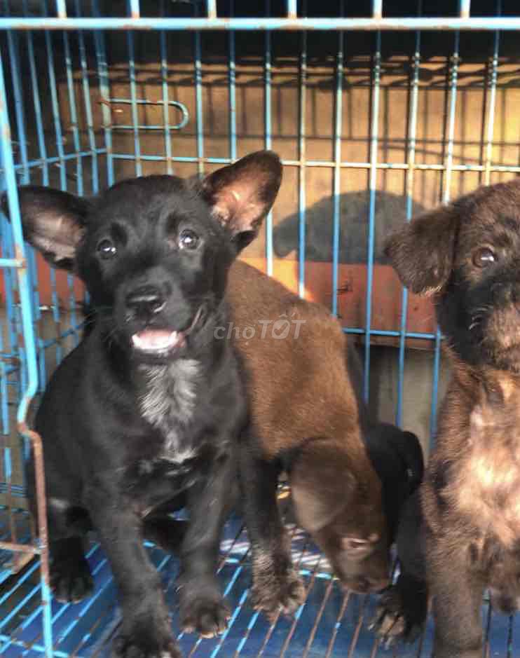 chó cỏ lai giữ nhà làm bạn khôn ngoan. Mua bán Chó tại Huyện Bình Chánh Tp Hồ Chí Minh được đăng bởi Hiếu hiền hình 1