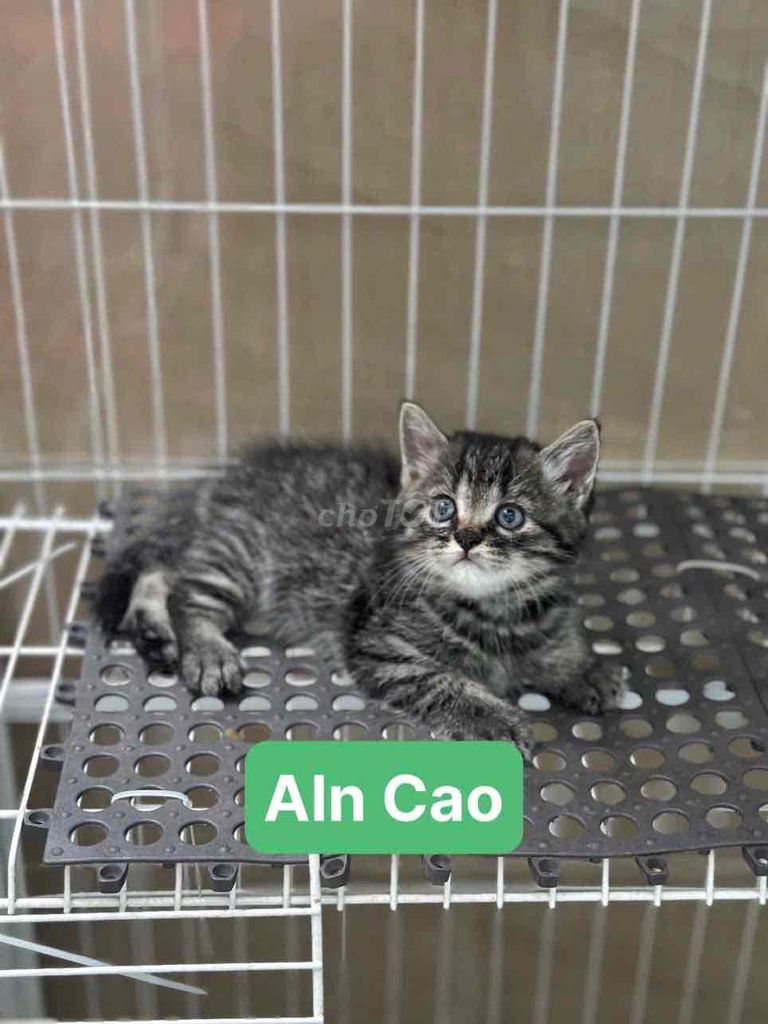 cần bán 3 bé mèo aln, ald, munkin. Mua bán Mèo tại Quận 7 Tp Hồ Chí Minh được đăng bởi Ân hình 3