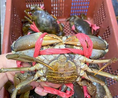 Cần bán cua biển sống màu xám xanh, cỡ lớn. Mua bán Đồ ăn, thực phẩm và các loại khác tại Thành phố Thủ Đức Tp Hồ Chí Minh được đăng bởi Minh Đạt