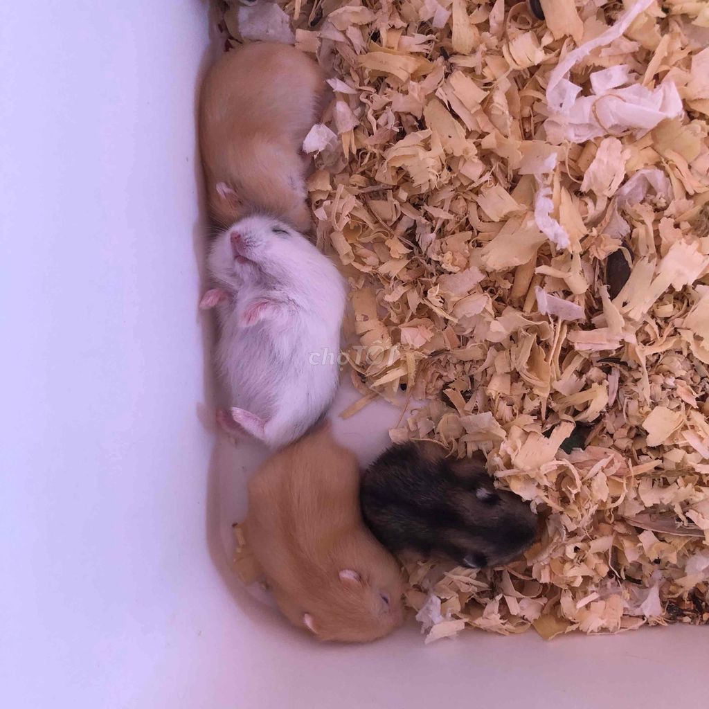 Chuột Hamster baby khỏe mạnh. Mua bán Thú cưng khác tại Quận Cái Răng Cần Thơ được đăng bởi Hammie Heamster hình 1