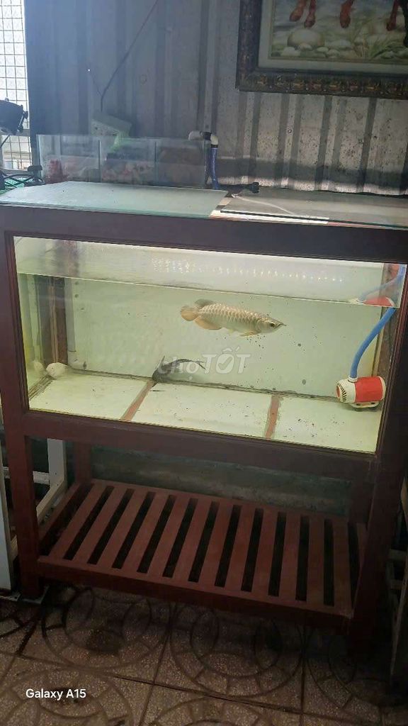 Cá Rồng Huyết Long 28-30cm. Mua bán Thú cưng khác tại Huyện Phong Điền Cần Thơ được đăng bởi Phuc hình 1