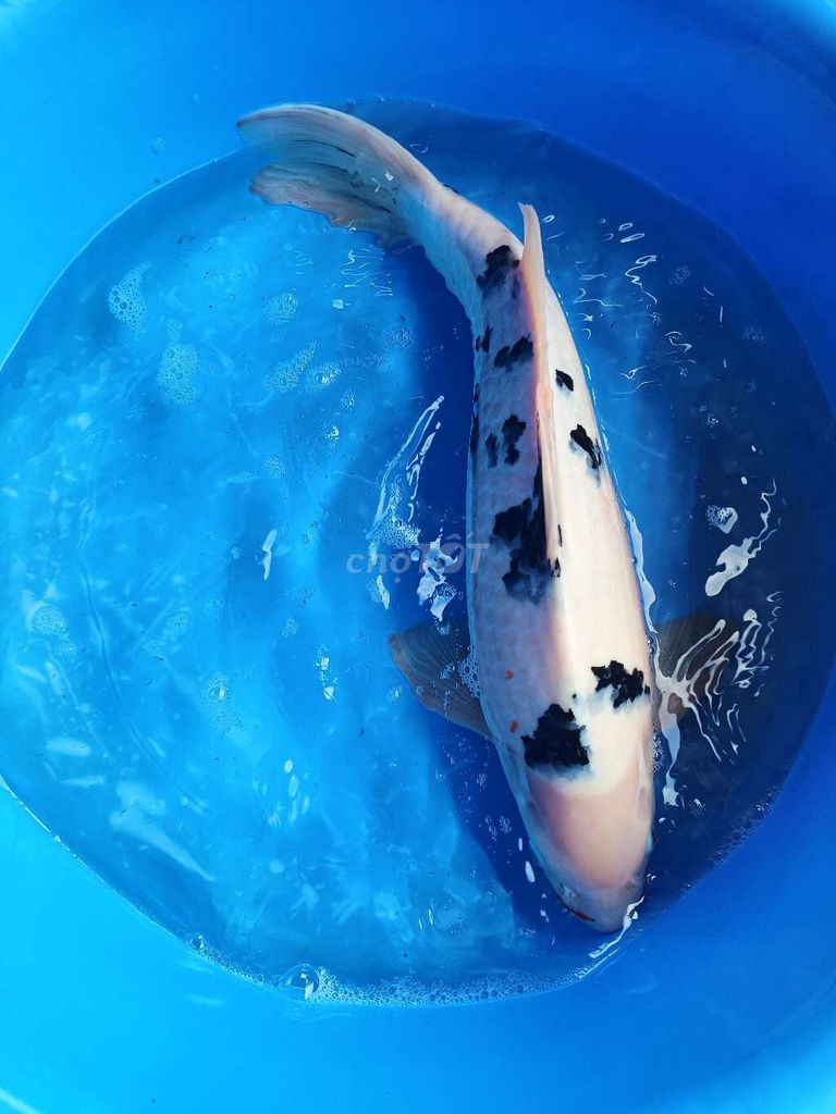 Cá Koi F1 40-45cm chuẩn F1. Mua bán Thú cưng khác tại Quận Bình Tân Tp Hồ Chí Minh được đăng bởi trân phúc hình 1