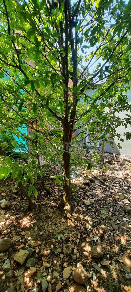 Cây cảnh Mai vàng 4.5 m. Mua bán Cây cảnh, đồ trang trí tại Huyện Châu Thành Bến Tre được đăng bởi nguyen tan hình 1