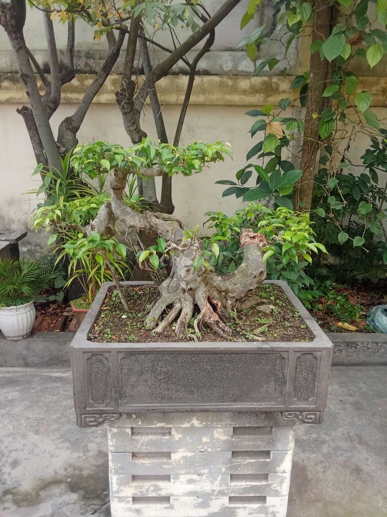 Cây cảnh Sanh quê cốt già. Mua bán Cây cảnh, đồ trang trí tại Huyện An Dương Hải Phòng được đăng bởi lexus hình 1