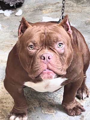 chó bully đẹp