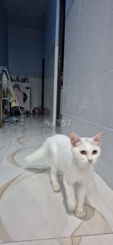 Mình cần tìm nhà mới cho bé mèo gần 1 tuổi