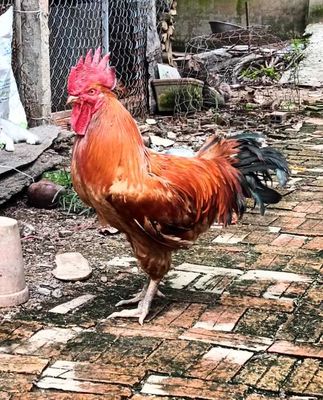 Gà tàu vàng. Mua bán Gà tại Huyện Mang Thít Vĩnh Long được đăng bởi toan